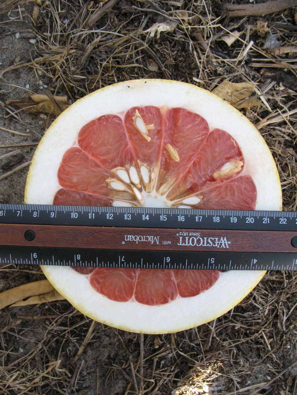              Fruit cross-section (Winter Haven, FL)       